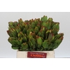 Leucadendron Laurel Yellow