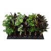 GREEN STAM MIX P6  X 28