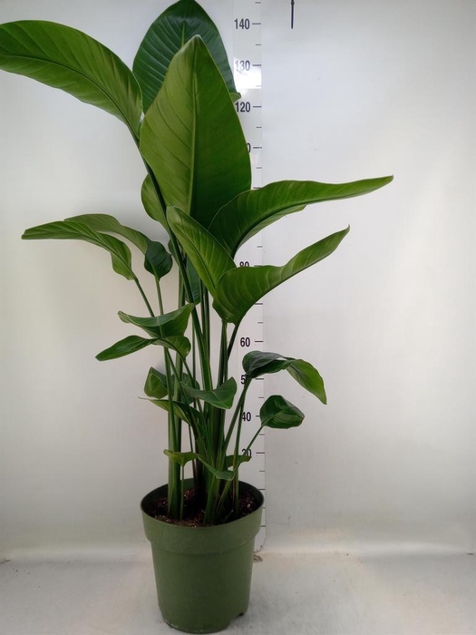 <h4>Strelitzia nicolai</h4>