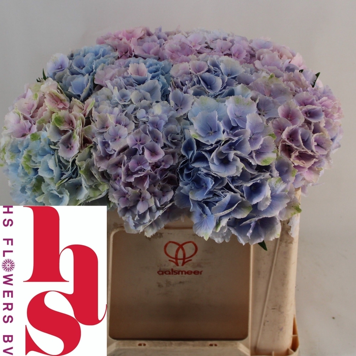 <h4>HYDR M CH VERENA BL</h4>