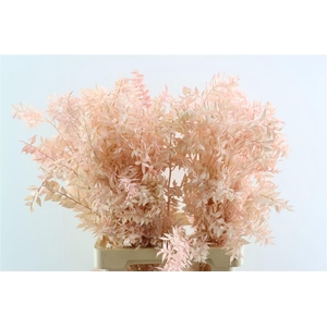 Pres Ruscus Lightpink P Stem