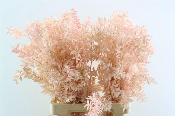 <h4>Pres Ruscus Lightpink P Stem</h4>