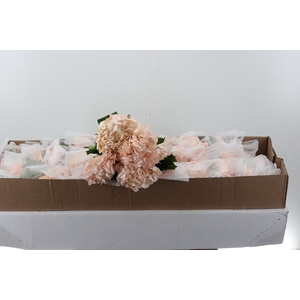 Hydr Light Peach Tinted Sel Box