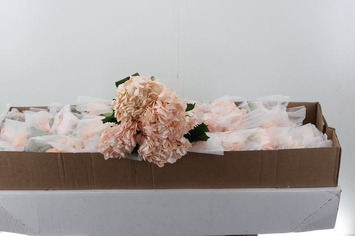 <h4>Hydr Light Peach Tinted Sel Box</h4>