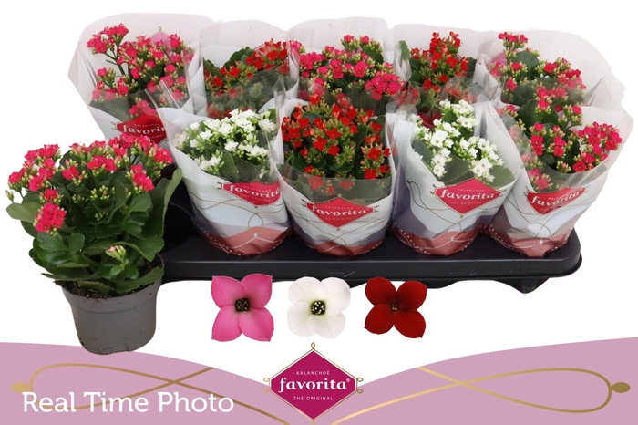 <h4>KAL EN GEM 3 KL</h4>