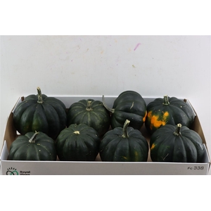 Sier Cuc P Black Cat X8