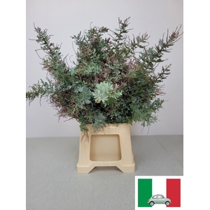 ACACIA BAILEYANA PB