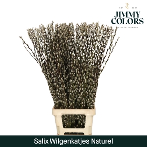 Salix Katjes L90 Naturel