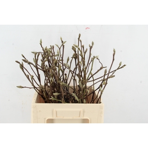 MAGNOLIA RECHT PER BUNCH 060CM