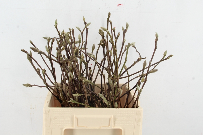 <h4>MAGNOLIA RECHT PER BUNCH 060CM</h4>