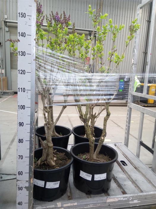 <h4>Syringa   ...</h4>