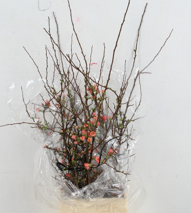 <h4>CHAENOMELES SUPERBA</h4>