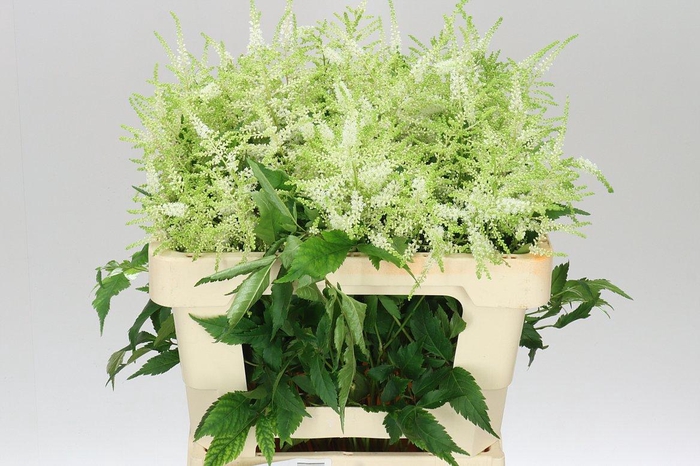 <h4>Astilbe Washingthon</h4>