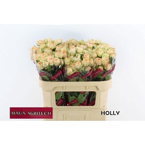 Rosa tros Holly