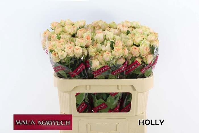 <h4>Rosa tros Holly</h4>