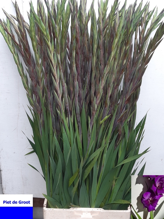 <h4>GLAD GR PURPLE FLORA</h4>