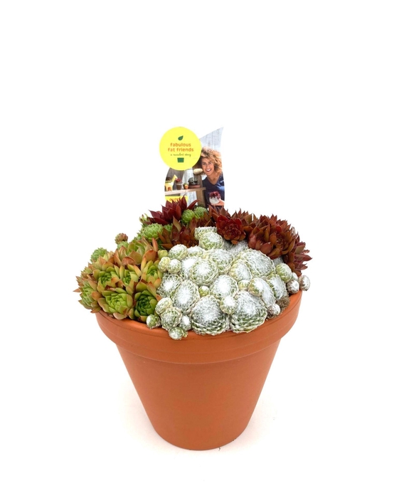 <h4>Arrangementen Sempervivum</h4>