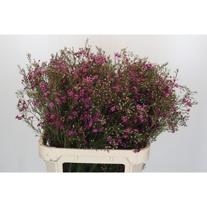 Chamelaucium Rotem