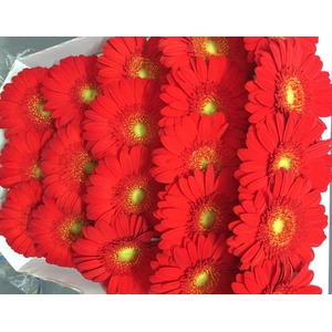 Germini Red