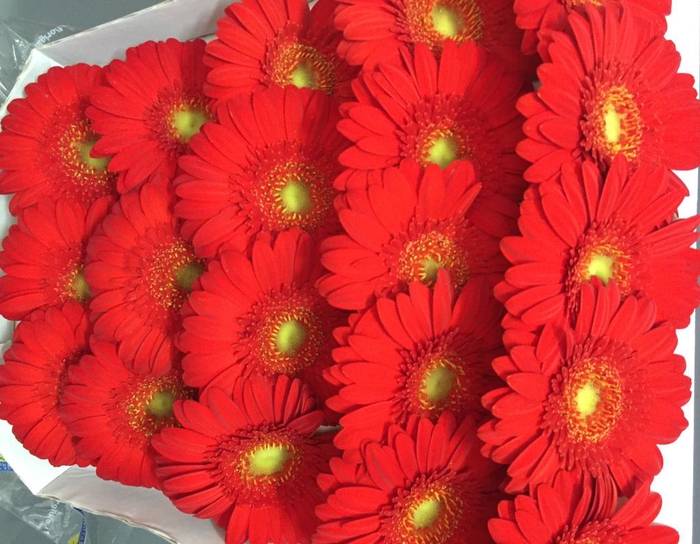 <h4>Germini Red</h4>