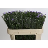 Aster Cassandra