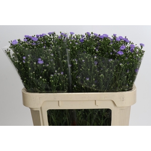 Aster Cassandra