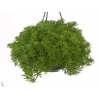 Sedum lineare