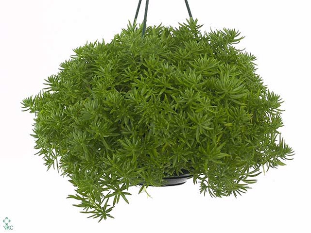 Sedum lineare