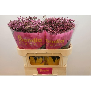 LIM SIN TIFFANY DIAM