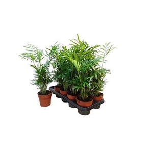 Chamaed Elegans 15pp