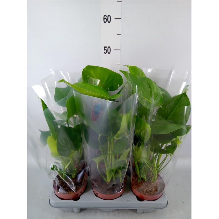 <h4>Monstera ...</h4>