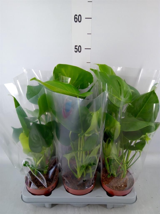 <h4>Monstera   ...</h4>