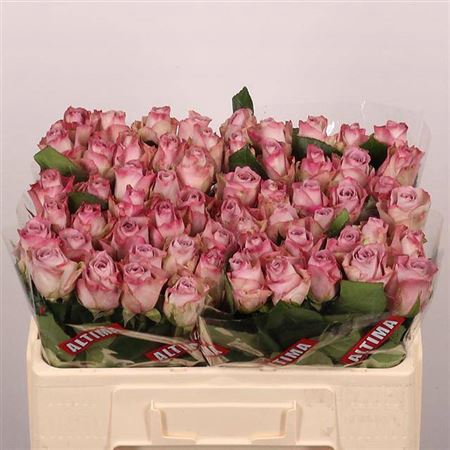 <h4>Rosa grootbloemig Memory Lane!</h4>