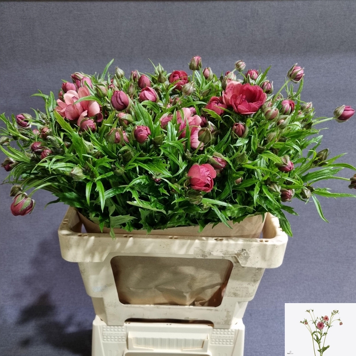 <h4>RAN N MODERN ENERGIA</h4>