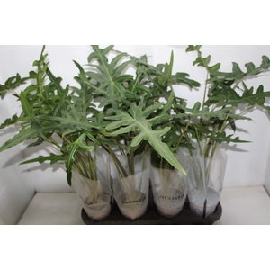 ALOCASIA PORTEI P12