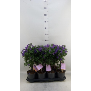 Lycianthes ran. 'Blue Fountain'