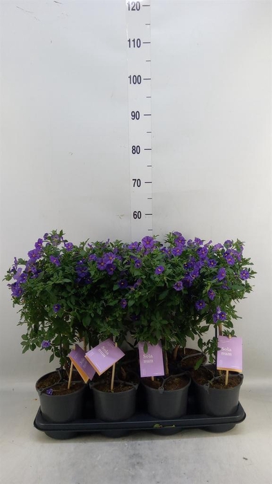 <h4>Lycianthes ran. 'Blue Fountain'</h4>