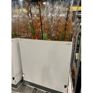 !! PROMO !! CAMBRIA CATANTE 1 TAK
