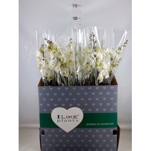 Phalaenopsis   ...white
