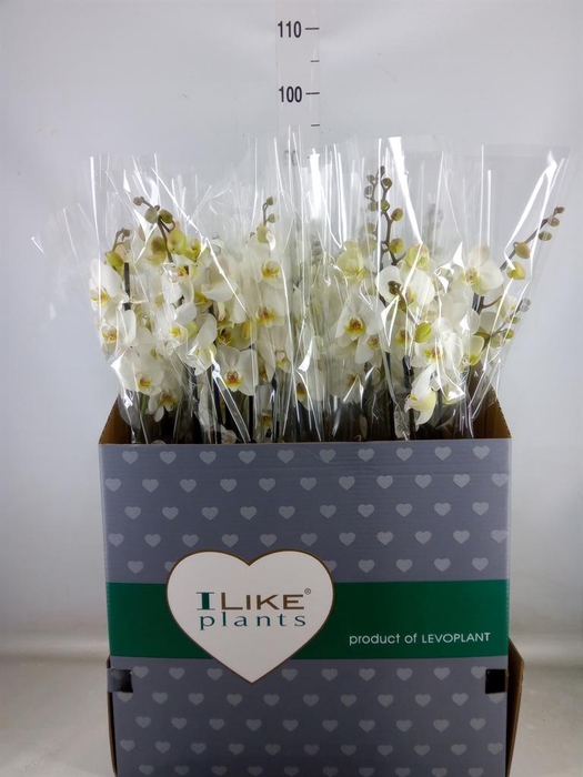 <h4>Phalaenopsis ...white</h4>