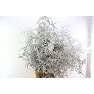 Sprengerie Wild Snow White P Stem