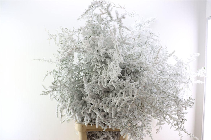 <h4>Sprengerie Wild Snow White P Stem</h4>