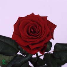 Rosa spray bridal flow