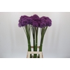 Allium Gladiator