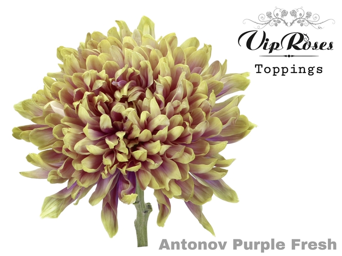 CHR G ANTONOV PURPLE FRESH