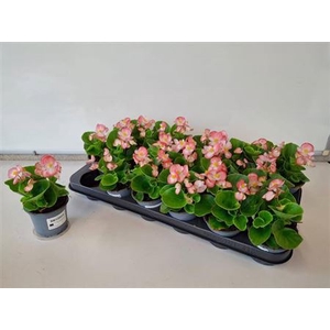 Begonia Semperflorens Grp overig