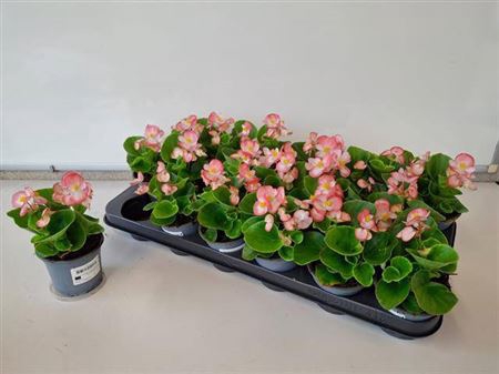 <h4>Begonia Semperflorens Grp overig</h4>
