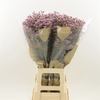 Limonium Sinense Blush Diamond | Heavy Quality