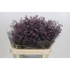 Limonium ov Piuma Sky