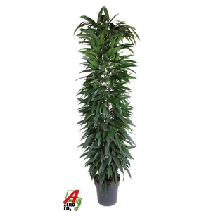 Ficus Alii king zuil P32 (NO GAP)